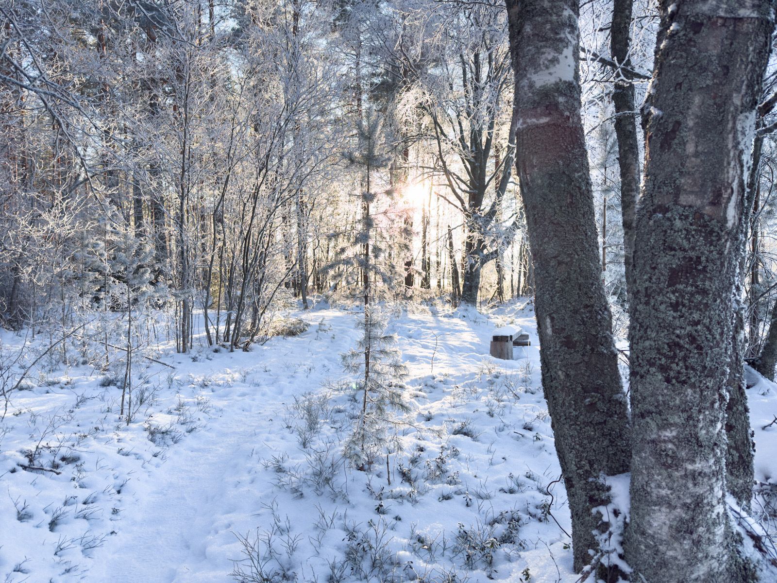 Aurinkoinen polku talvisessa maisemassa.